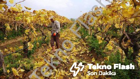 Sarıgöl’de Sonbaharın Büyüsü: Üzüm Bağlarında Kartpostallık Manzaralar Eşliğinde Budama Çalışmaları