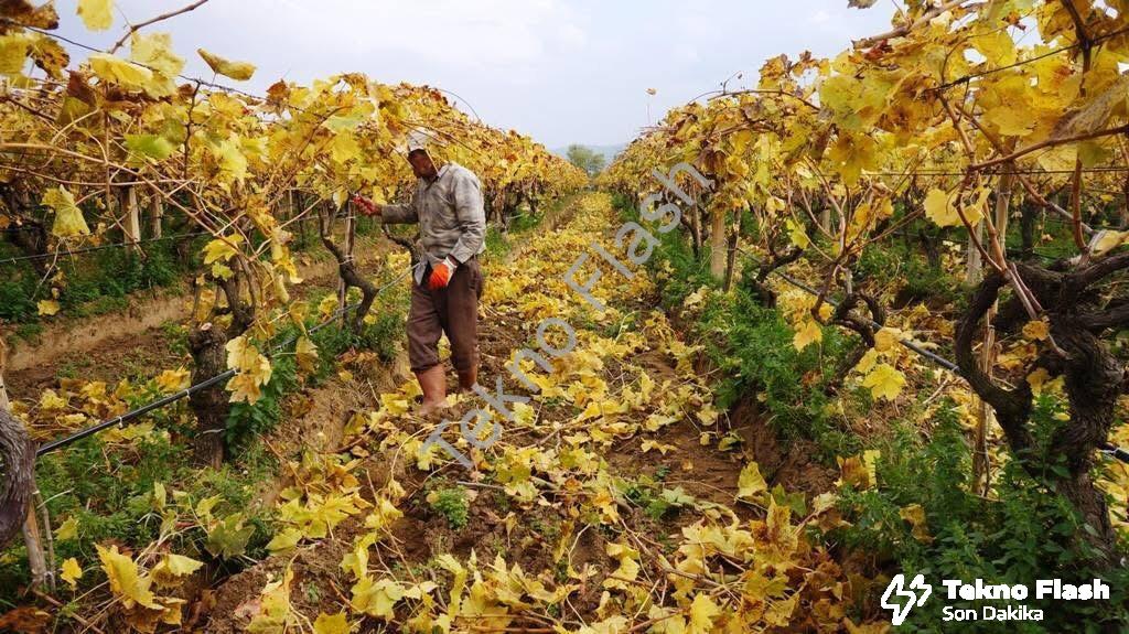 Sarıgöl üzüm bağları - Sarıgöl'de Sonbaharın Büyüsü: Üzüm Bağlarında Kartpostallık Manzaralar Eşliğinde Budama Çalışmaları