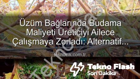 Üzümde Budama Maliyeti Cep Yakıyor: Manisalı Üreticiler Çareyi Aile Emeğinde Buldu