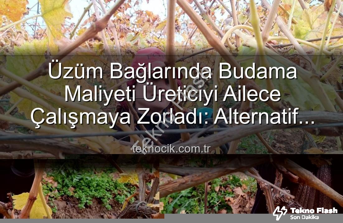 üzüm budama maliyeti - Üzümde Budama Maliyeti Cep Yakıyor: Manisalı Üreticiler Çareyi Aile Emeğinde Buldu
