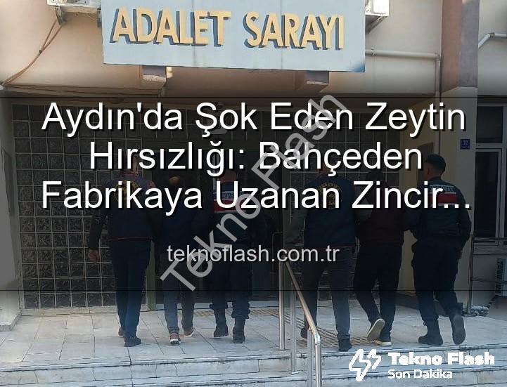 zeytin hırsızlığı - Aydın'da Şok Eden Zeytin Hırsızlığı: Bahçeden Fabrikaya Uzanan Zincir Çökertildi!