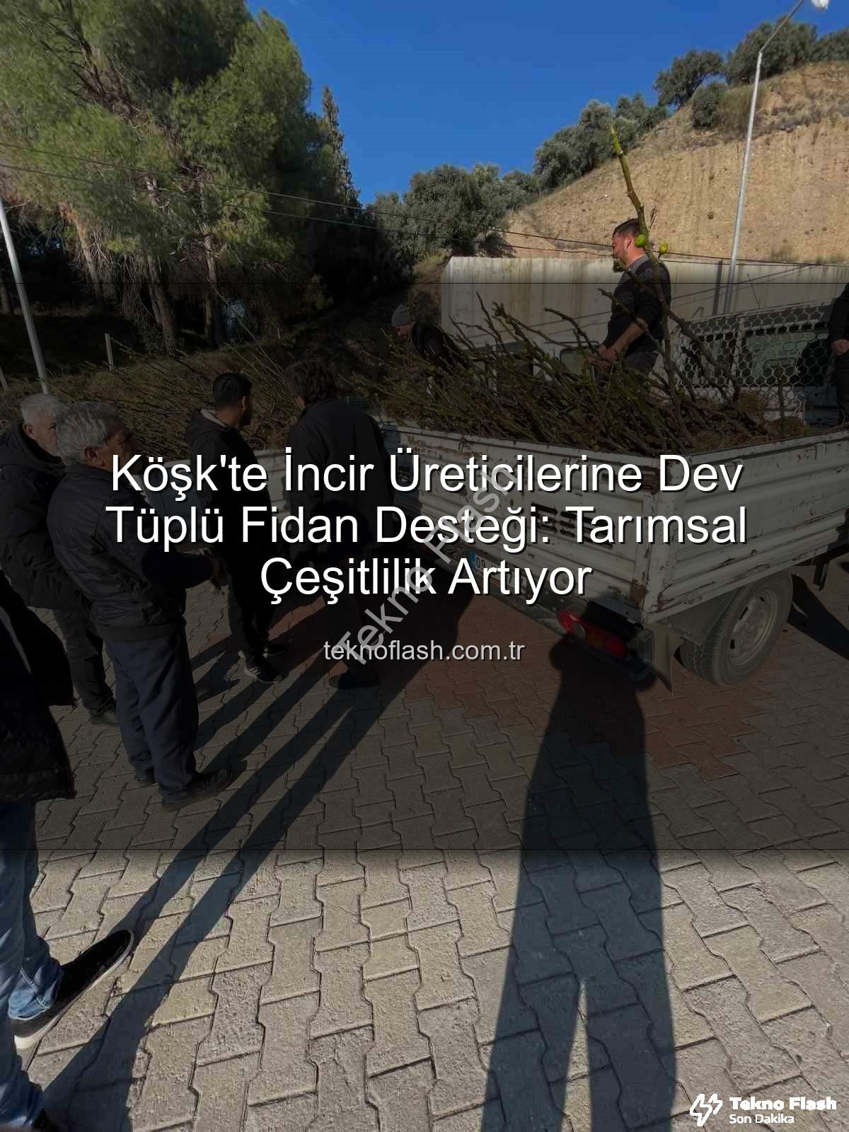 tüplü incir fidanı - Köşk'te İncir Üreticilerine Dev Tüplü Fidan Desteği: Tarımsal Çeşitlilik Artıyor