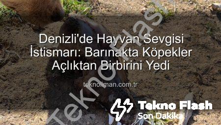 Denizli’de Kan Donduran İstismar: ‘Barınak’ Adı Altında Köpekler Birbirini Yedi!