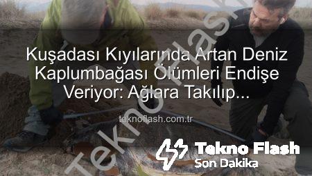 Kuşadası Kıyılarında Artan Deniz Kaplumbağası Ölümleri Endişe Veriyor: Ağlara Takılıp Boğuluyorlar mı?