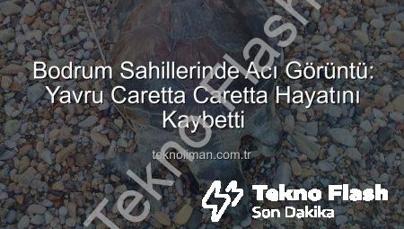 Bodrum Sahillerinde Acı Tesadüf: Yavru Caretta Caretta Hayatını Kaybetti!
