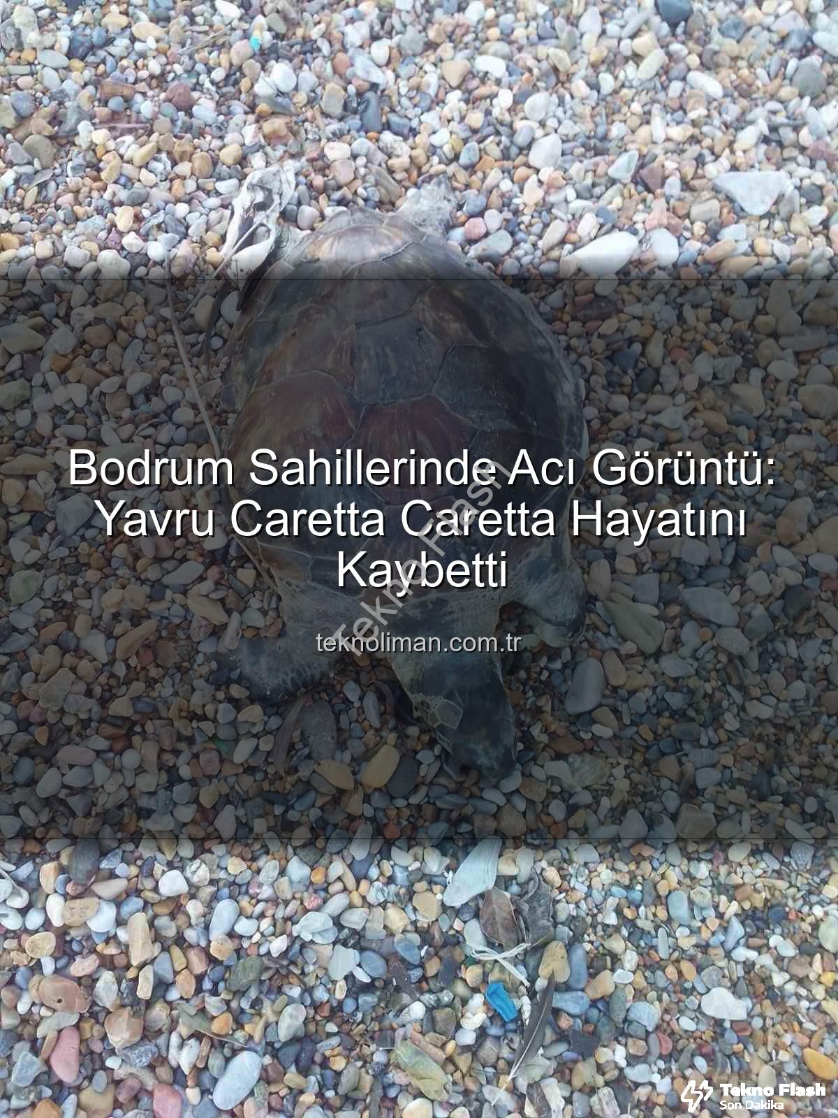 yavru caretta caretta - Bodrum Sahillerinde Acı Tesadüf: Yavru Caretta Caretta Hayatını Kaybetti!