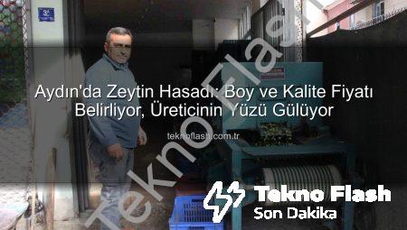 Aydın’da Zeytin Hasadı: Boy ve Kalite Fiyatı Belirliyor, Üreticinin Yüzü Gülüyor