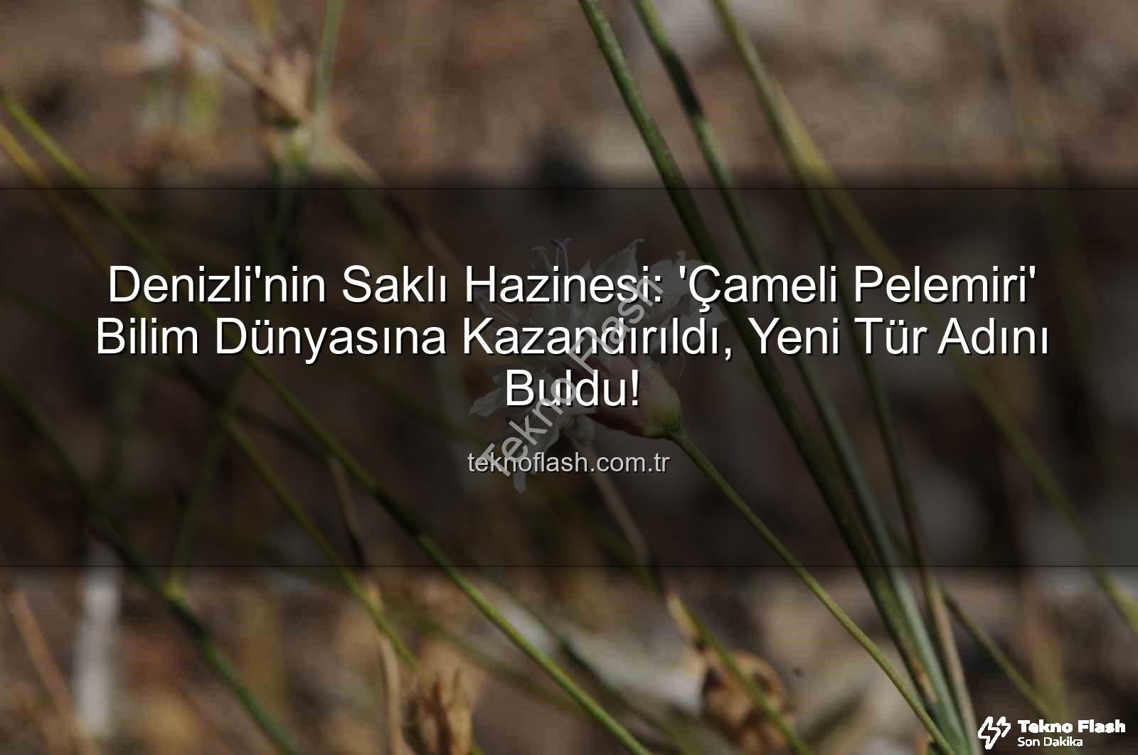 Çameli pelemiri - Denizli'nin Saklı Hazinesi: 'Çameli Pelemiri' Bilim Dünyasına Kazandırıldı, Yeni Tür Adını Buldu!