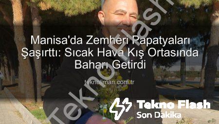 Manisa Sarıgöl’de Kış Ortasında Papatya Sürprizi: ‘Yalancı Bahar’ Çiftçileri Endişelendirdi