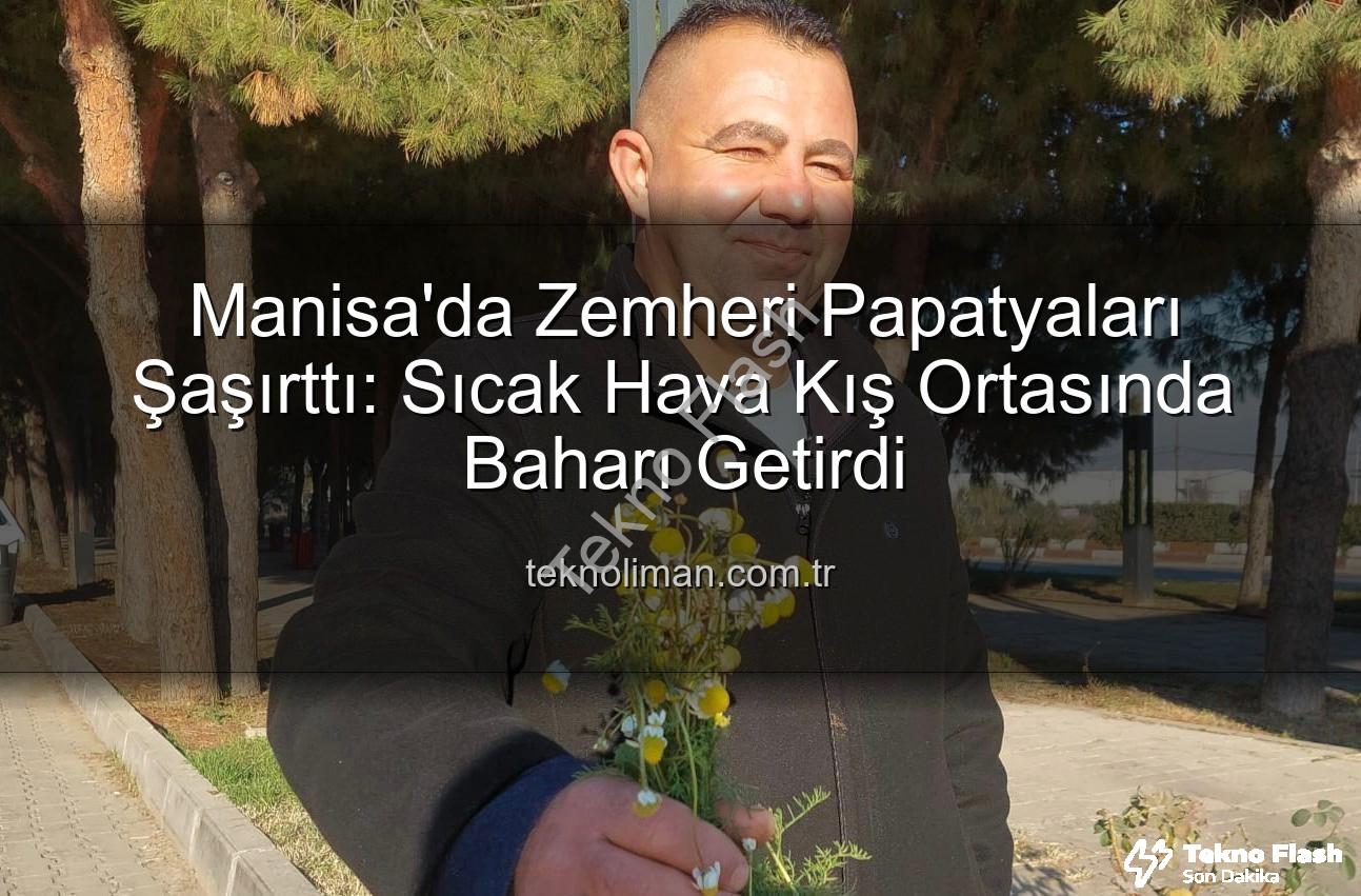 zemheri papatyaları - Manisa Sarıgöl'de Kış Ortasında Papatya Sürprizi: 'Yalancı Bahar' Çiftçileri Endişelendirdi