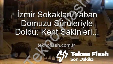 İzmir Sokakları Yaban Domuzu Sürüleriyle Doldu: Kent Sakinleri Tedirgin, Yetkililere Çağrı Var