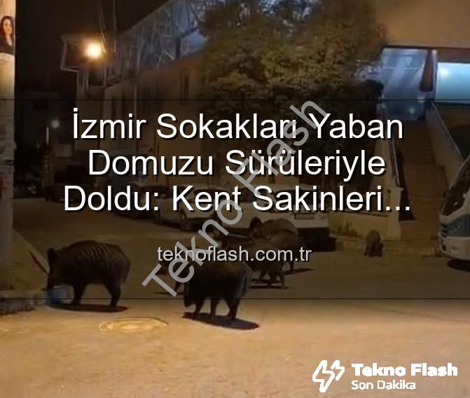 yaban domuzu - İzmir Sokakları Yaban Domuzu Sürüleriyle Doldu: Kent Sakinleri Tedirgin, Yetkililere Çağrı Var